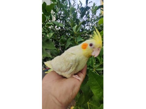 El Besleme Sultan Papağanı Yavruları