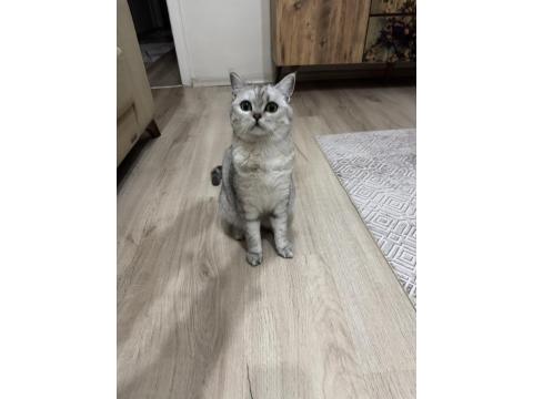 Hürrem Dişi 11 Aylık British Shorthair