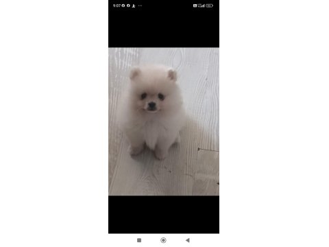 Pomeranian Boo Ayı Surat Yavrular