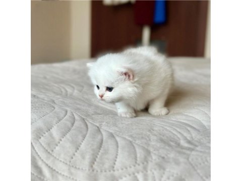 Beyaz Zarafet Silver British Shorthair