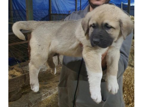 6 Tırnaklı Özel Üretim Dev Kangal Yavrular
