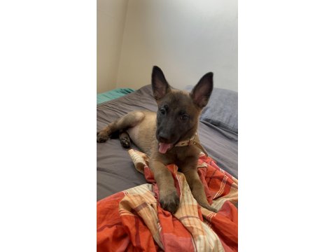 2 Aylık Safkan Dişi Belçika Kurdu Yavrumuz