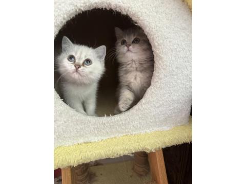 British Bebiş Kediler