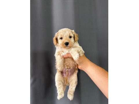 Yavru Maltipoo Köpeği