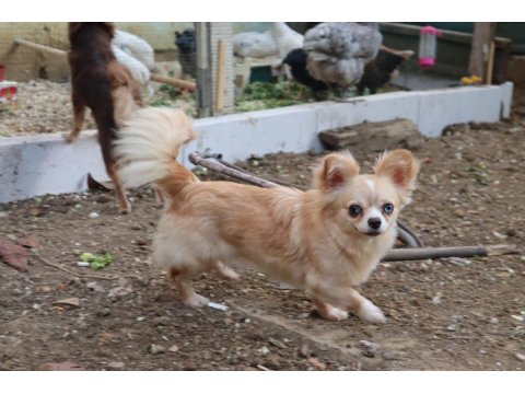 Longhair Genç Dişi Köpeğimiz