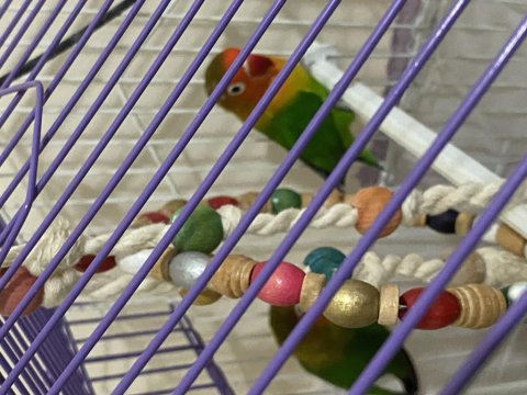 Satılık Sağlıklı Cennet Papağanı Çifti