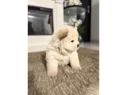 Mükemmel Chow Chow (Çin Aslanı) Yavrularımız