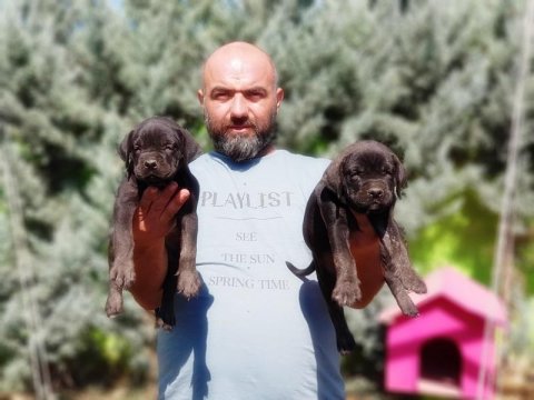 Cane Corso Yavru