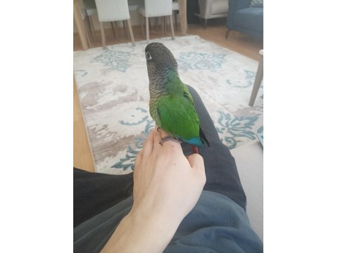 Yeme Düşmüş Yeşil Yanaklı Konur Papağanı