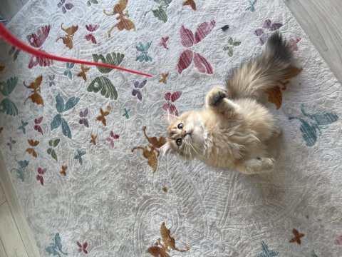 Safkan British Longhair Yavrularımı Sahiplendiriyorum