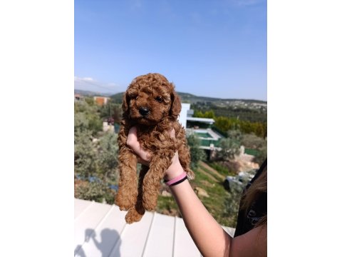 İzmir Toy Poodle Yavrular