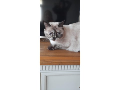 Pamuk British Kızımız