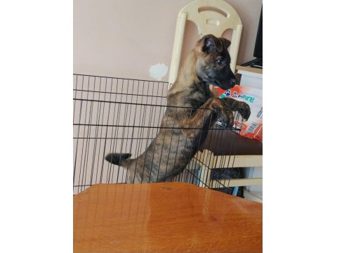 Dişi Belçika Kurdu (Malinois) Yavrumuz