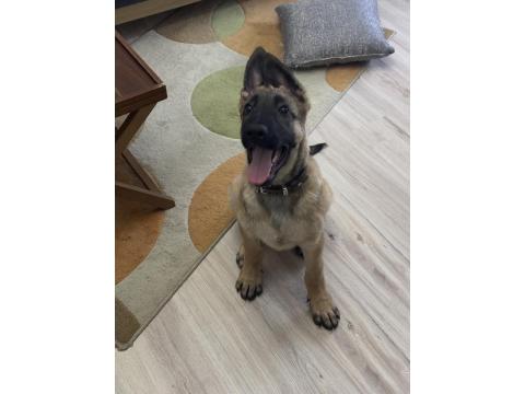 5 Aylık Safkan Yakışıklı Mı Yakışıklı Erkek Belçika Kurdu