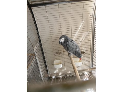 Eğitimli Jako Papağanı