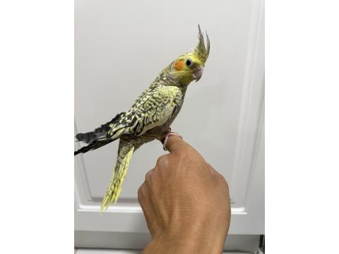 Sultan Papağanı Sahiplendirilir