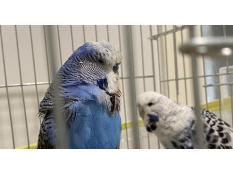 Çift Jumbo-Teksas Muhabbet Kuşu