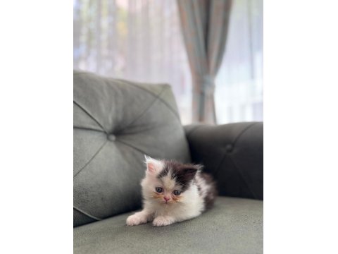 Exotic Longhair Yavrularımız Rezerveye Açıktır.