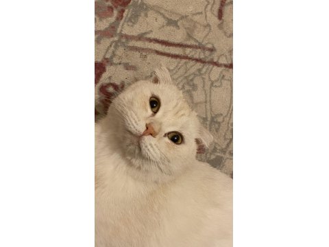 Scottish Fold Oğluma Yuva Arıyorum