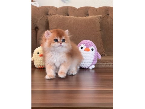 Safkan British Longhair Ny12 Dişi