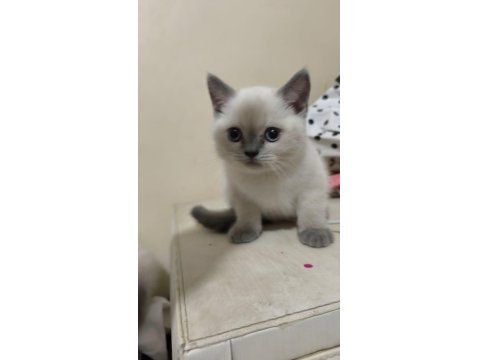 Muhteşem Blue Point British Shorthair Yavrusu 2 Aylık Ve Tuvalet Eğitimli