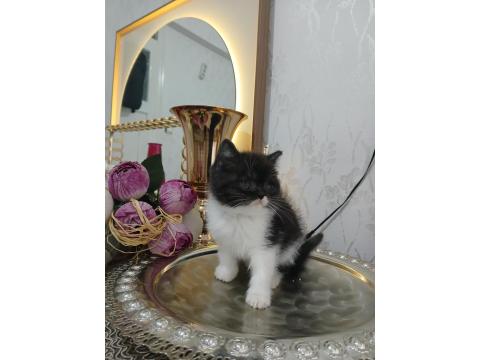 British Shorthair Silver Chocalate Ve Bicolor