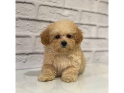 Maltipoo Köpeği Yavruları