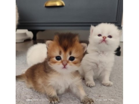 Mükemmel Full Şecereli British Longhair Bebekler