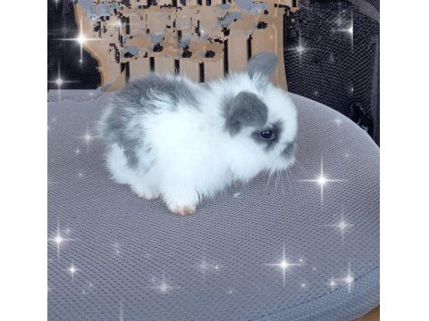 Orjinal Lop Irkı Tavşan