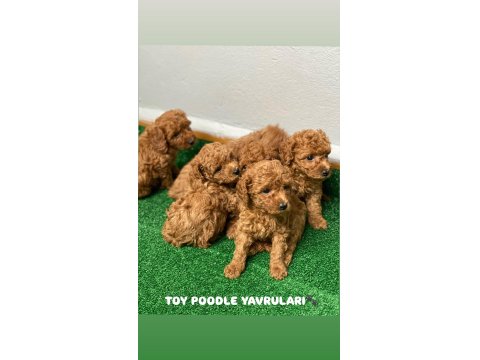 Red Brown Toy Poodle Yavruları