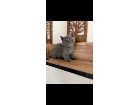 Orjinal Irkta Safkan British Shorthair