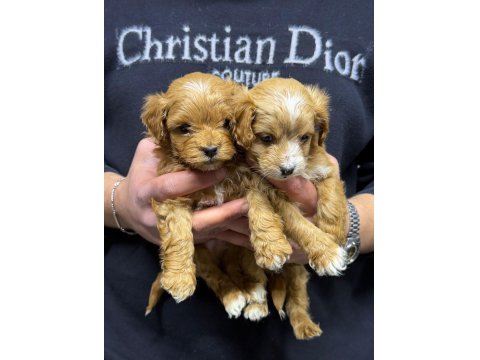 Tüy Dökmeyen Maltipoo Yavrular