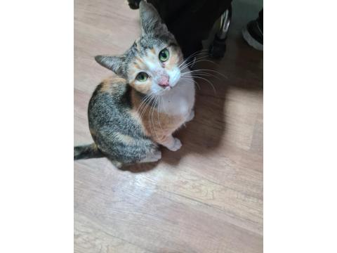 Bu Tatlı Dişi Kedimize Acil Yuva Arıyoruz