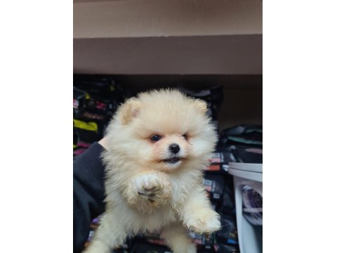 Üst Düzey Pomeranian Boo