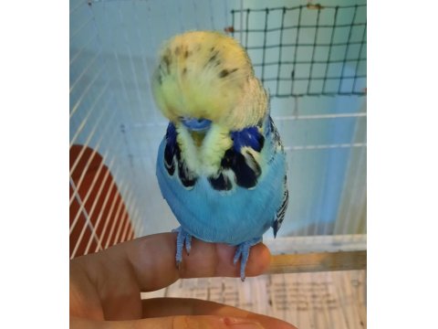 Show Muhabbet Kuşu Açıklamayı Okuyunuz