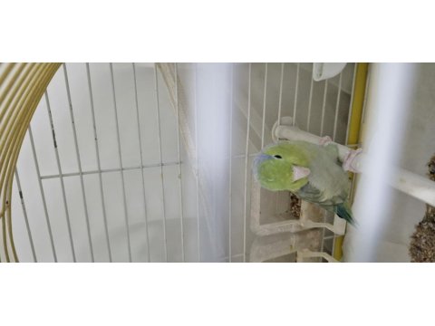 Tek Erkek Forpus Papağanı