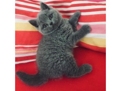 British Shorthair Kedisi