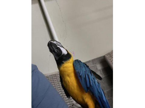 11 Aylık Meraklı Macaw (Acil)
