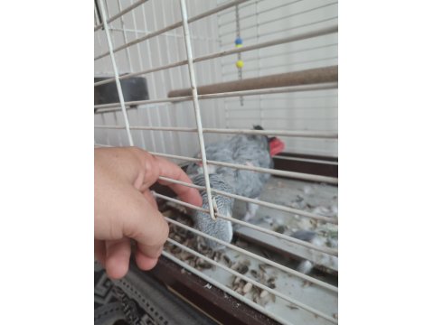 Red Factor Jako Papağanı