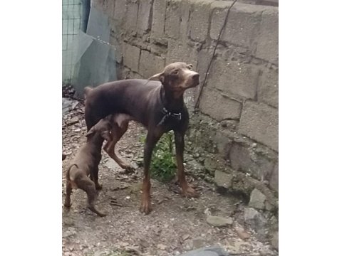 2 Yaşlarında Dişi Kızıl Doberman