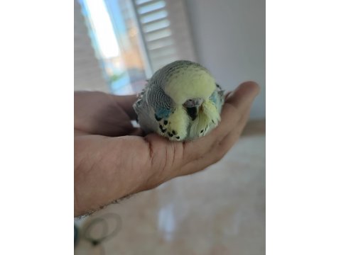 Mutasyon Vasıflı Show Jumbo Yavrular