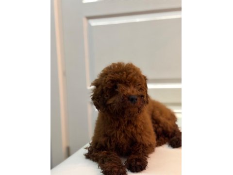 6 Aylık Toy Poodle Köpeği