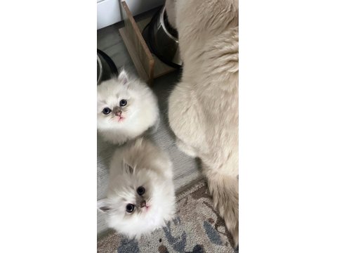 2 Aylık British Longhair Yavrularımızı Sahiplendiriyoruz