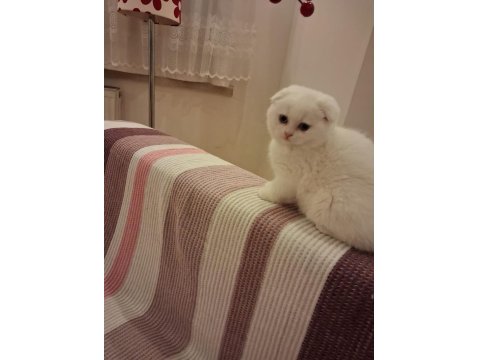 Longhair Erkek Dişi Yavru Kediler