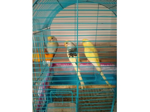 Hobi Olarak Baktığım Kuşlar Yavru Yaptılar