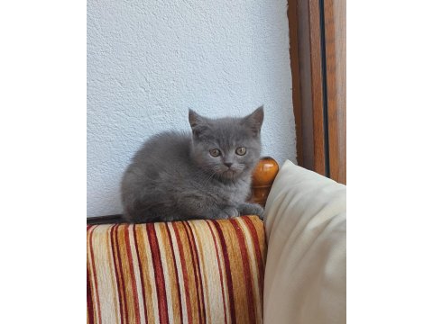 Uygun 2 Aylık Yavru Kedimiz