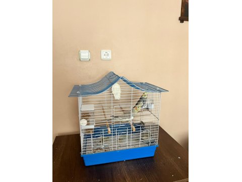 Yumurtlamaya Hazır Çift Sultan Papağanı