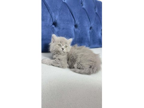 2 Aylık Kızımız British Longhair