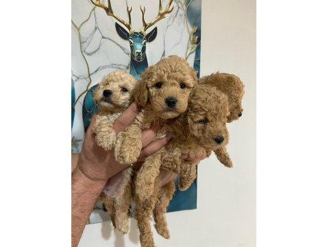 Minyatür Poodle Minnaklarım
