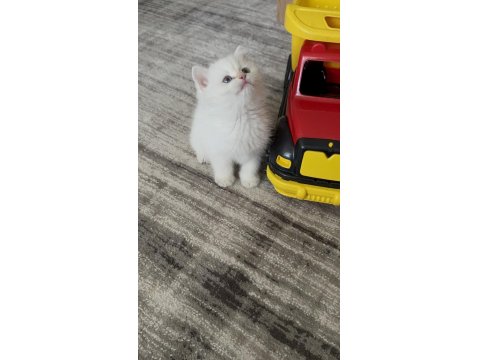 British Shorthair Yavru Kediler